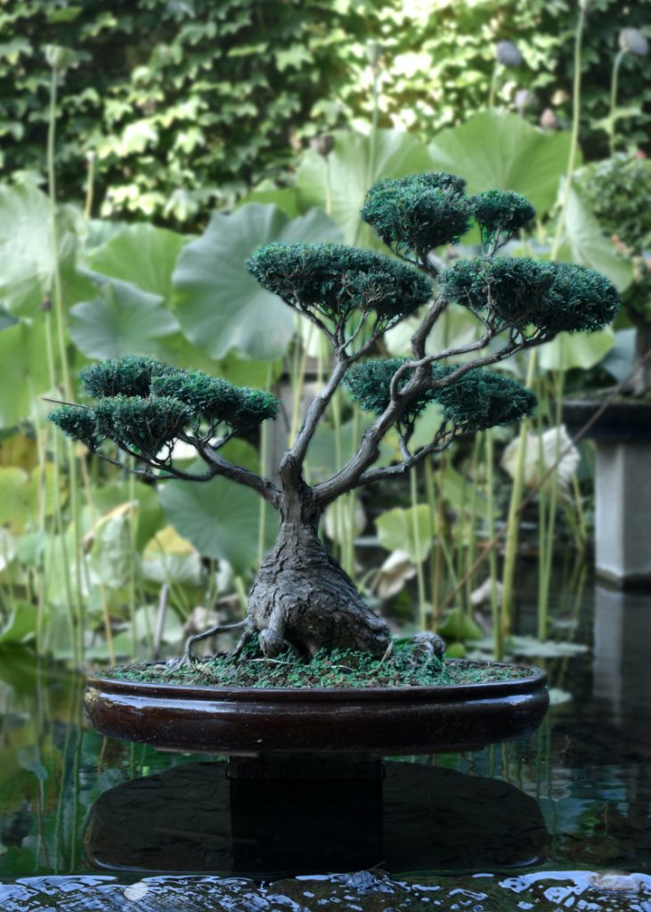 Sanford FL Landscaping- Bonsai Trees